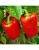 Import Fresh Sweet Capsicum/ Bell Pepper looking for buyers from India