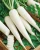 Import Fresh White Radish from India