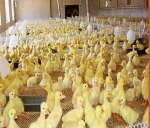 Galvanized hexagonal Poultry Netting chicken wire 1/2 1 2