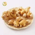 Ginger buyers/fresh ginger