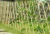 Import good quality bamboo fencing from China