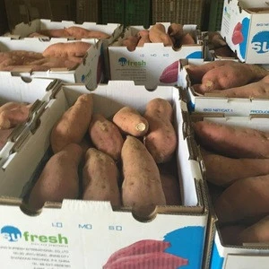 good quality sweet potato for exporting