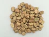 Grade AAA  Broad Beans / Best Price