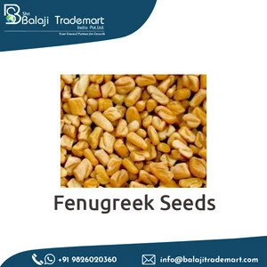 Health Care Product Herb Supplement Indian Fenugreek Seed for Wholesale