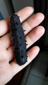 High Food Value Dried Black Prickly Sea Cucumber