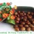 Import High Quality Fresh New Crop Chestnut from China