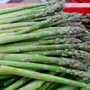 High Quality Frozen  IQF  whole or cut Asparagus
