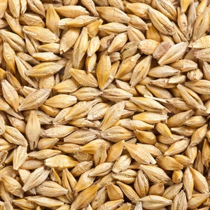 High quality Malaysia  feed barley