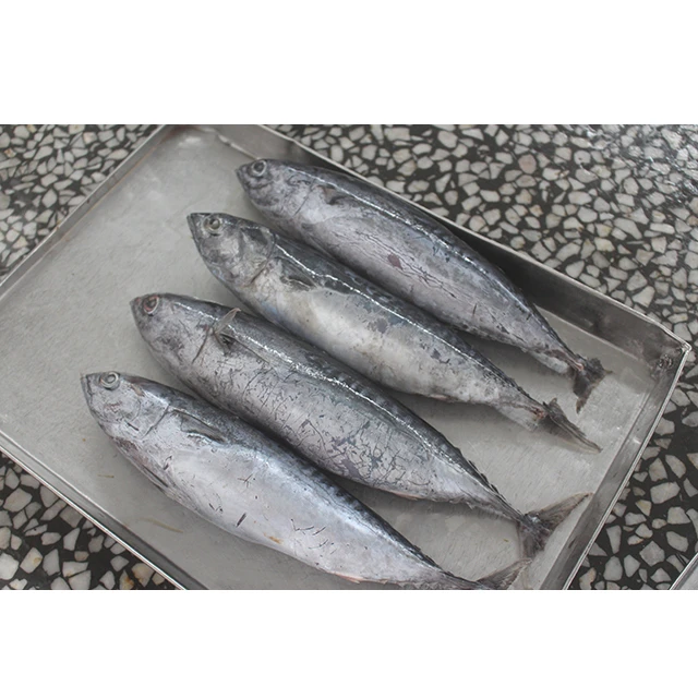 High Quality Whole Frozen Tuna Fish Price