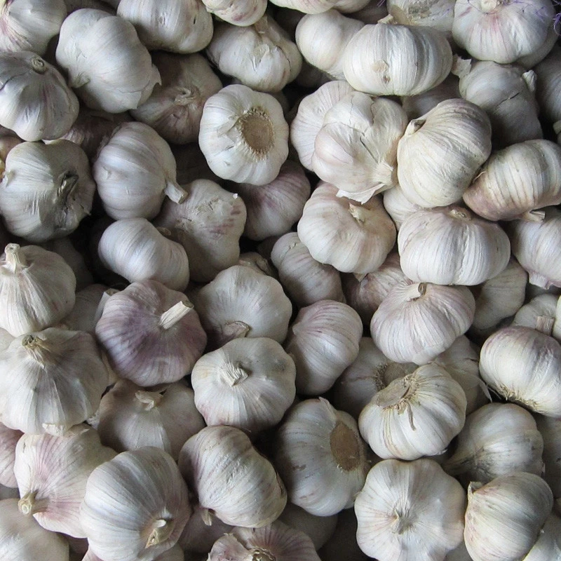 Hot selling 2020 fresh  normal white garlic high quality