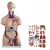 Import Human body model    Detachable Human Organs Torso Anatomy Model from China