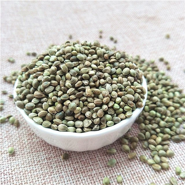 Huo ma rennew crop oil seeds industrial CBD hemp seeds for planting
