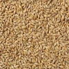 Indian Barley at Best Price