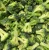 Import iqf Frozen Broccoli Cauliflower Fresh Frozen from China