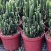 Last Xiamen Jialiang natural cactus plants