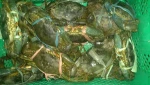 Live Green Mud Crabs..