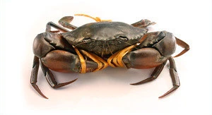 Live Mud Crabs for sale now