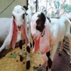 Live Sheep Boer Goats, Dorpers, Kalahari Reds and Holstein