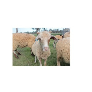 MALE AND FEMALE AWASSI SHEEPS FOR SALE IN EUROPE.
