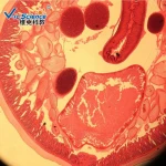 Medical parasite prepared slides,parasitology glass slides,parasitological slides
