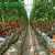 Import multi span agricultural greenhouses main for planting tomato ,cucumber etc vegetables from China