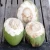Import Natural Tender Coconut From India from India