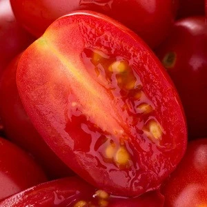 new ripe delicious Roman tomatoes wholesale