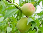 Nursery Fruit Tree Prunus Persica Peach Seedlings