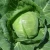 Import Nutritious Fresh Chinese Round Cabbage Quality First Competitive Price from China