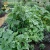 Import Painted Cucumber Tent Trellis from China