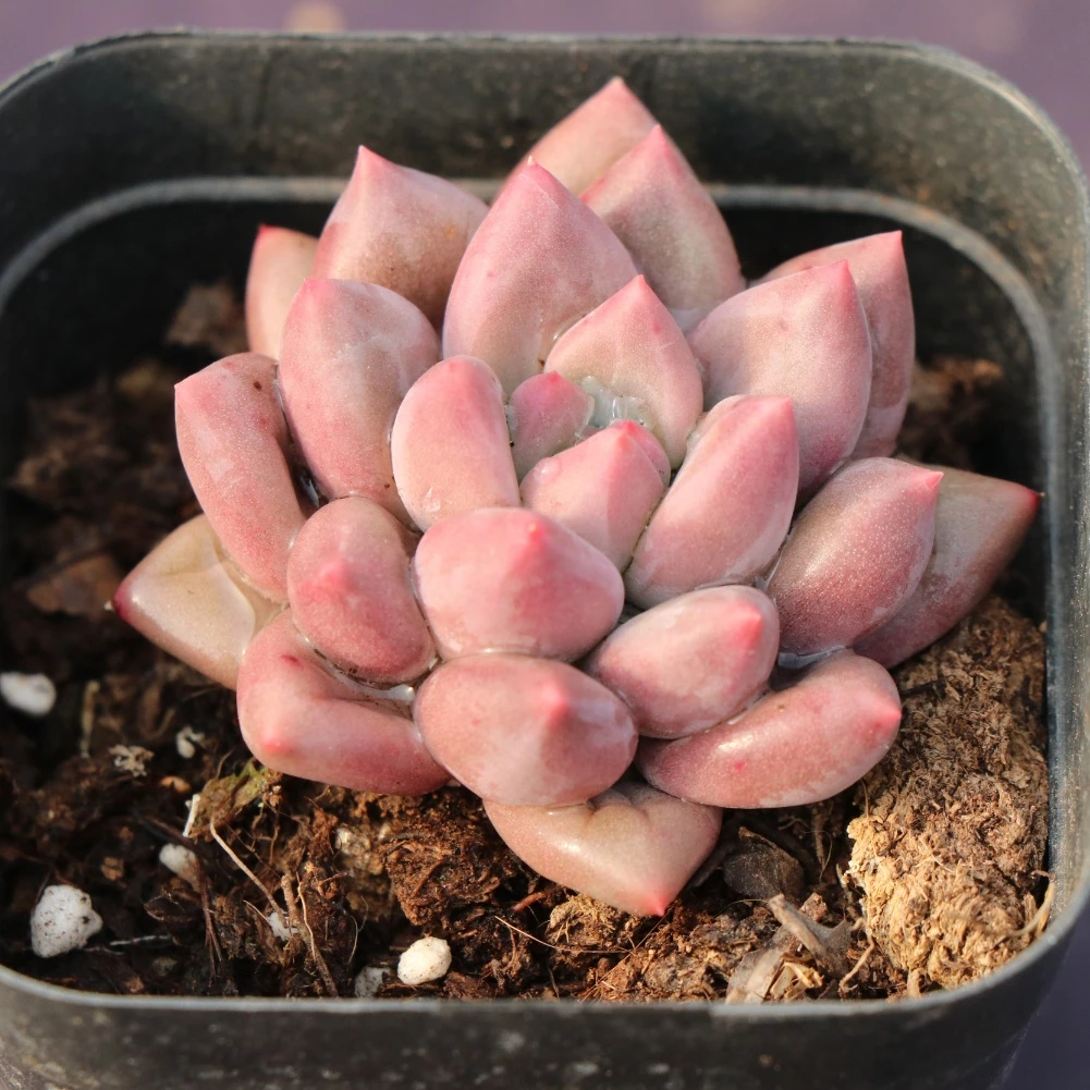 Pink princess plant real living suculentas  indoor plant succulent plant with nice price