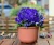 Import Plant Flower Pot Home Style Cheap  Indoor Garden Wholesale Stand Planters & Plant Flower Pot from China