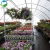 Import Poly-8000 galvanized steel structure film greenhouse from China