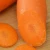 Premium Fresh Lowest Price Fresh Viet Organic Fresh Carrot