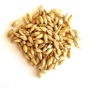 Premium Grade Energetic Wheat Bran/Wheat Barley for Animal Feed