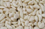 Qualified fresh garlic from China