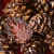 Import Russian natural pine cone conserve jam from China