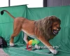 Simulation Jungle Animal model Animatronic Life Size Silicone/fiberglass Lion