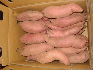 sweet potato/fresh sweet potato exporter