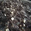 the best paulownia elongata root stem for planting