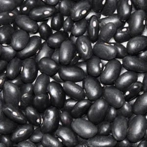 Top Grade Black Kidney Beans Common Kidney Beans for Sale