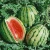 Import Fresh Water Melons in great discounts from Germany