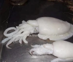 Whole Cuttlefish/Seafood/Fresh Squid!!! for sale