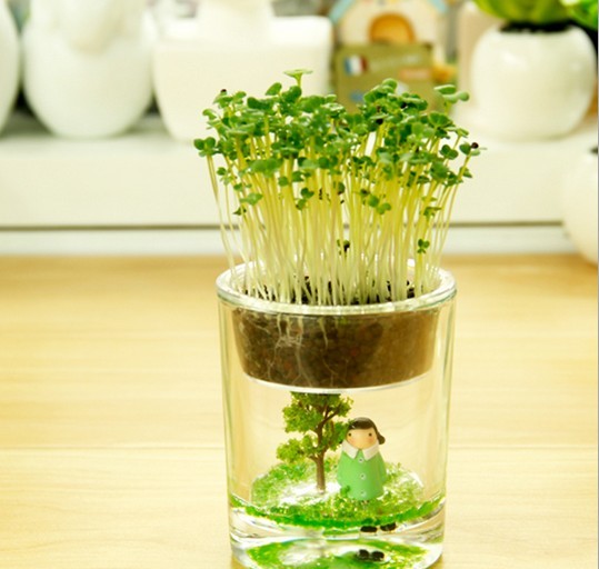 wholesale Gardening potted indoor desktop micro landscape ecological bottle creative glass bottle gift pot customization