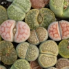 Wholesale lovely real plants mix lithops