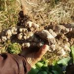 Wholesale Premium Grade Organic Fresh Ginger From Thailand