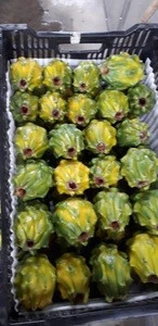 Yellow Dragon Fruit / Yellow Pitahaya