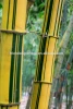 Yellow Groove Bamboo Seedlings Available For Sale