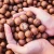 Import Premium Bulk Macadamia Nuts Fresh Roasted Macadamia Nuts Perfect For Wholesale Sale High Quality Rich Flavor from South Africa