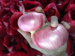 Fresh Onion From India